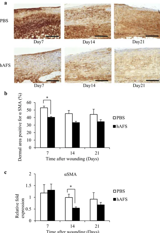 Fig. 3    hAFS treatment inhibited  α-SMA-positive myofibroblast  formation. a Representative  images of treated  regener-ated wounds using antibodies  against myofibroblast-specific  marker α-SMA on days 7, 14  and 21