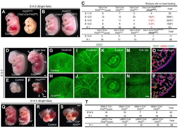 Fig. 1. Endothelial FLRT2 is required for embryonic survival during mid-gestation. (A,B) Bright-field views of embryos with endothelial/hematopoietic- endothelial/hematopoietic-specific Flrt2 knockout (Flrt2 ΔEHC ) or hematopoietic-specific Flrt2 knockout 