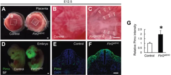 Fig. 4. Increased hypoxia occurs in FLRT2-deficient embryos. (A-C) Bright-field views of placentas at E12.5