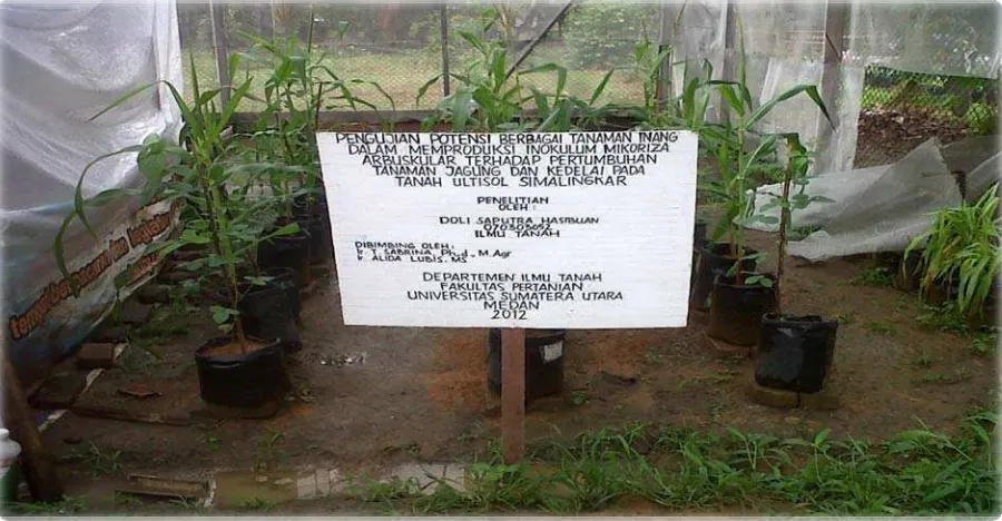 Gambar 1. Foto Penelitian di Rumah Kasa Fakultas Pertanian Usu.  