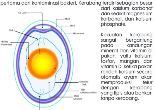 Tabel 1. Nutrisi yang terkandung dalam putih telur (Espada et al. 2012) Komposisi Putih Telur Nilai Analisis