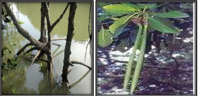 Gambar 2. Tanaman mangrove Rhizophora mucronata  