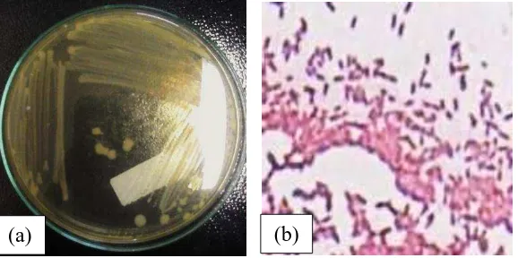 Gambar 3. Bakteri E. tarda (a) makroskopis, (b) mikroskopis 