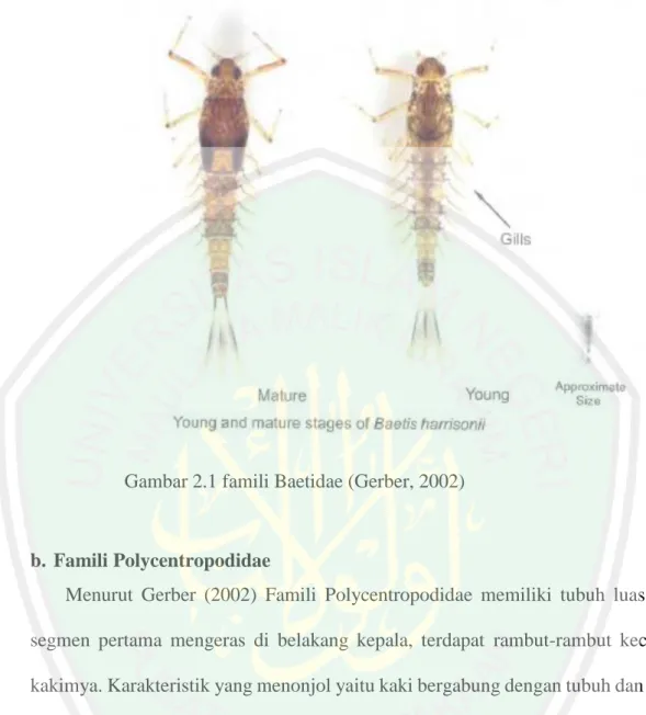 Gambar 2.1 famili Baetidae (Gerber, 2002) 
