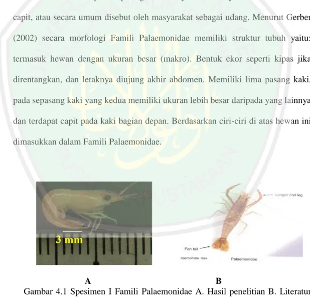 Gambar  4.1  Spesimen  I  Famili  Palaemonidae  A.  Hasil  penelitian  B.  Literatur  (Gerber, 2002)