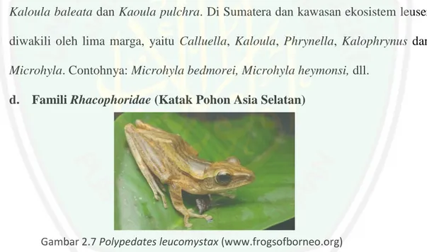 Gambar 2.7 Polypedates leucomystax (www.frogsofborneo.org) 