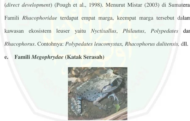 Gambar 2.8 Leptobrachium hasseltii (www.rindangyuliani.com) 