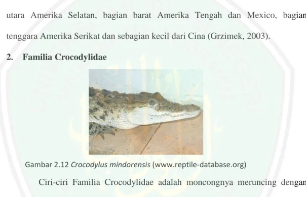 Gambar 2.12 Crocodylus mindorensis (www.reptile-database.org) 