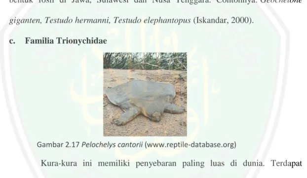 Gambar 2.17 Pelochelys cantorii (www.reptile-database.org) 
