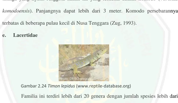Gambar 2.24 Timon lepidus (www.reptile-database.org) 