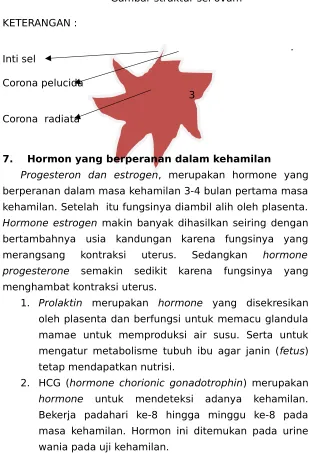 Gambar struktur sel ovum