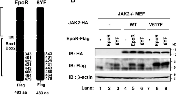 Figure 1. JAK2-/-MEFにおける野生型JAK2 (WT)、JAK2V617F変異体、EpoR、8YF変異体の 発現