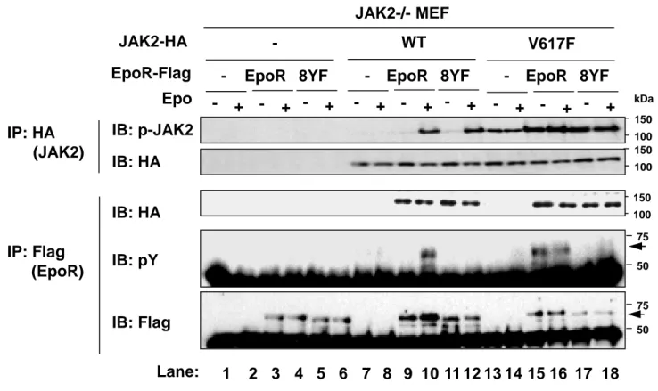 Figure 2. . JAK2-/-MEFにおける野生型JAK2 (WT)、JAK2V617F変異体、EpoR、8YF 変異体のリン酸化