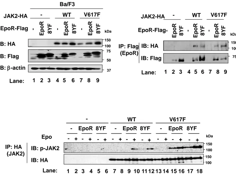 Figure 3 Ba/F3細胞における野生型JAK2 (WT)、JAK2V617F変異体、EpoR、8YF変異体の発現、結 合およびリン酸化