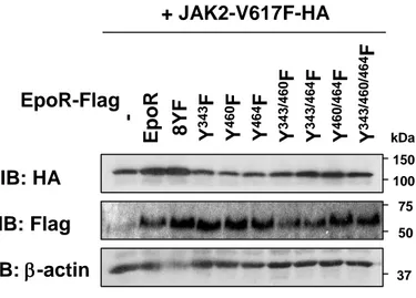 Figure 13. JAK2V617F変異体による細胞増殖におけるEpoR のY343, Y460, Y464のリン酸化の重要性 JAK2V617F変異体発現Ba/F3細胞に、レトロウイルス感染により、EpoR Flag、または8YF変異体  c-Flag (8YF) 、 Y343F変異体、Y460F変異体、Y464F変異体、Y343/460F変異体、Y343/464F変異体 、 Y460/464F変異体、Y343/460/464F変異体を発現させた。(A) 細胞溶解液を作成し、抗HA抗体、抗Flag抗 