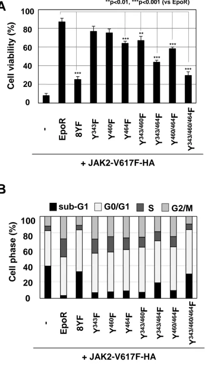 Figure 14. JAK2V617F変異体による細胞生存におけるEpoR のY343, Y460, Y464のリン酸化の重要性 JAK2V617F変異体発現Ba/F3細胞に、レトロウイルス感染により、 EpoR c-Flag、または8YF変異体 c-Flag (8YF)、 Y343F変異体、Y460F変異体、Y464F変異体、Y343/460F変異体、Y343/464F変異体、Y460/464F変 異体、Y343/460/464F変異体を発現させた。(A) 1% FBS含有RPMIを用いて、 Ba/F3