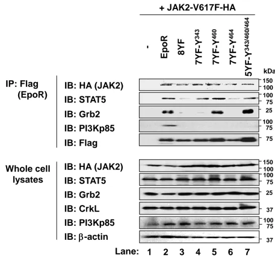 Figure 15. JAK2V617F変異体発現細胞におけるSTAT5, Grb2, PI3Kp85との結合に対するEpoR のY343, Y460, Y464の役割