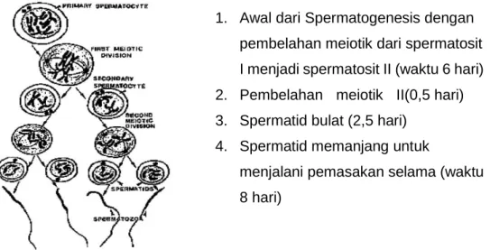 Gambar 14. Diagram Spermatogenesis (Sumber: Etches, 1996) 