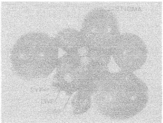 Gambar 15. Ovarium unggas (Sumber: Etches, 1996) 