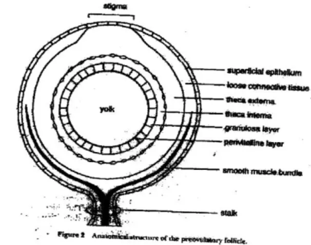 Gambar 16. Penampang melintang sebuah ovum    (Sumber: Bahr dan Johnson, 1991) 