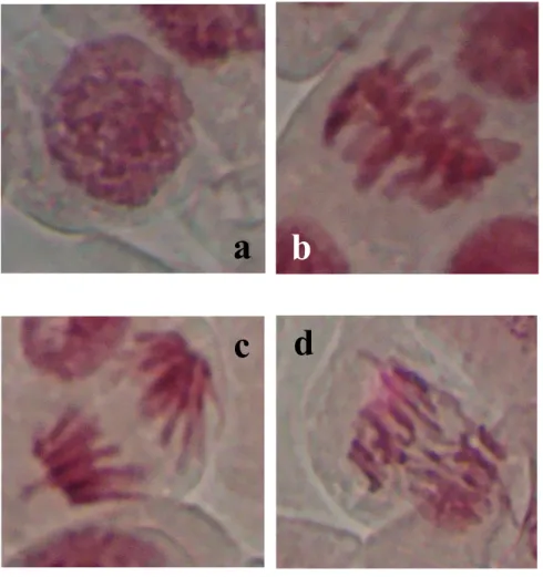 Gambar 5. Fase-Fase dalam Pembelahan Mitosis pada Akar Bawang Bombay a. profase     b