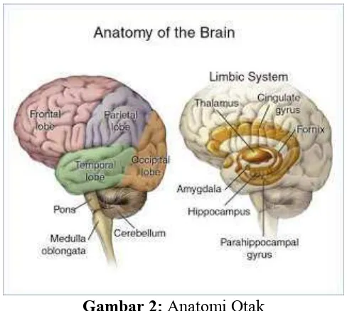 Gambar 2: Anatomi Otak 