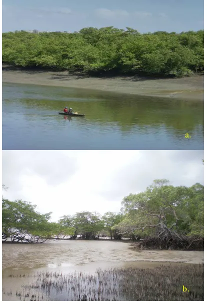 Figure 3: a. Dense mangrove; b. Degraded mangrove.  