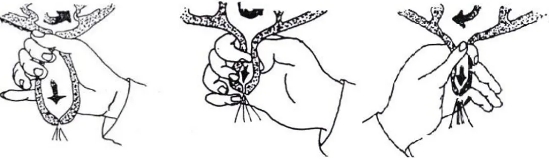 Ilustrasi 1. Macam-macam Metode Pemerahan (a) whole hand (b) strippen (c) knevelen