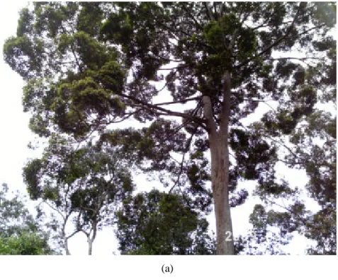 Gambar 1 a dan b foto pohon Shorea laevis (Foto:  Yunanto 2009)  