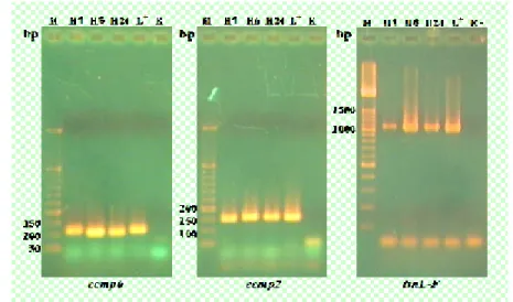 Gambar 4 Hasil amplifikasi DNA dari kayu Shorea (Rachmayanti et al. 2006) 