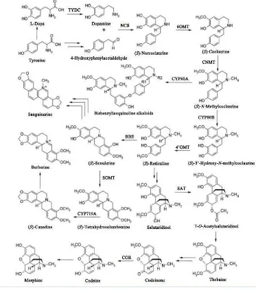 Gambar 2.4 Biosintesia dari benzylisoquinoline alkaloid (Crozier, A, 2006). 