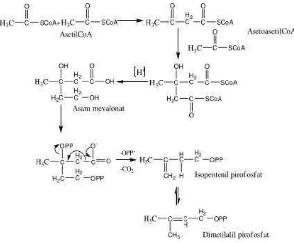 Gambar 2.5 Biosintesis Isopentil Pirofosfat (IPP) dan Isomernya Dimetilalil  