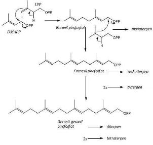 Gambar 2.6 Biosintesis terpenoid (Sjamsul, 1986). 