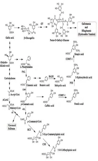 Gambar 2.2  Sistematik dari jalur utama dan enzim dalam menghasilkan stilbene                            dan flavonoid (Crozier, A, 2006)