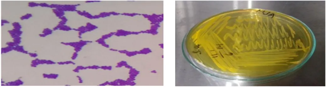 Gambar 1. Hasil identifikasi umum dan identifikasi khusus bakteri uji. 