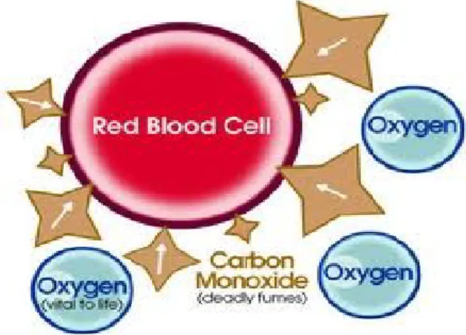 Gambar 1. Oksihemoglobin dan Karboksihemoglobin