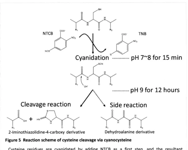 Figure  5  Reaction  scheme  of  cysteine  cleavage  via  cyanocysteine 