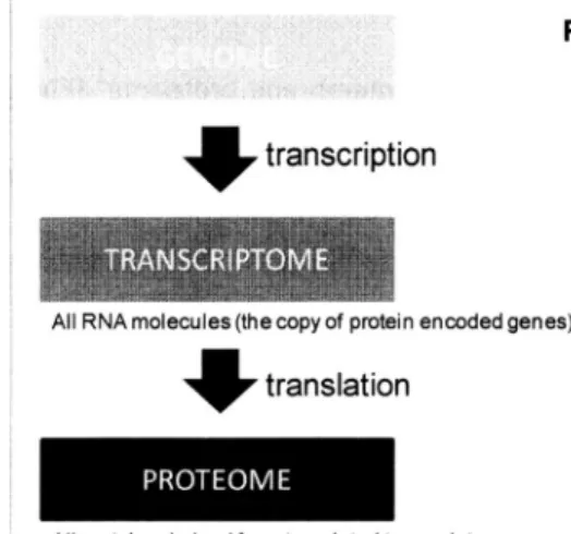 Figure  1 Genome,  Transcriptome  and  Proteome 