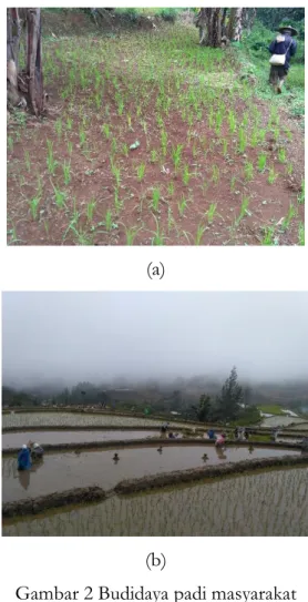 Gambar 2 Budidaya padi masyarakat  kasepuhan Ciptagelar, (a) Padi Huma, dan 