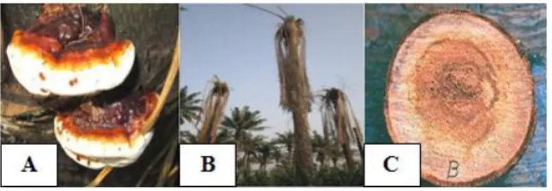 Gambar  2.2  Infeksi  Busuk  Pangkal  Batang  pada  Kelapa  Sawit.  (A)  Tubuh  buah  G