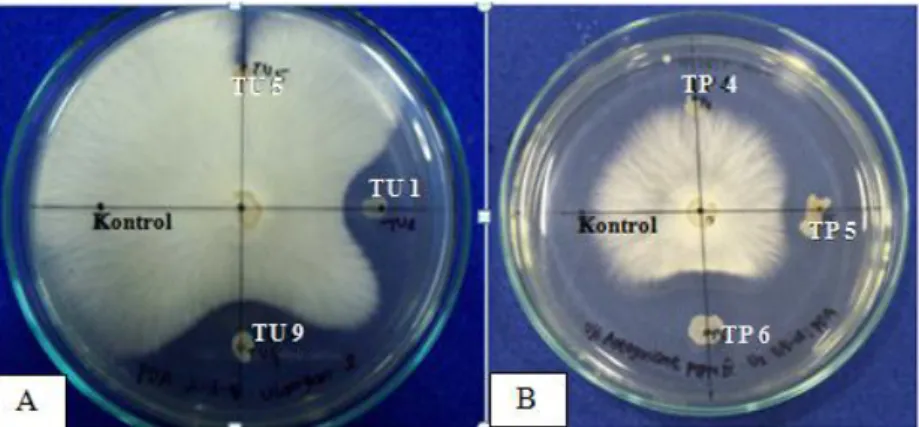 Gambar  4.2  Uji  dual  culture  bakteri  diazotrof  humus  kelapa  sawit  terhadap  Ganoderma boninense pada medium PDA umur inkubasi 5 hari pada  suhu 28°C