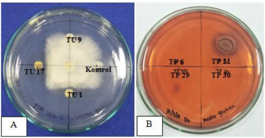 Gambar 4.4 Gambaran mekanisme antijamur dan glukanolitik bakteri diazotrof. (A)  Hambatan  pertumbuhan  G