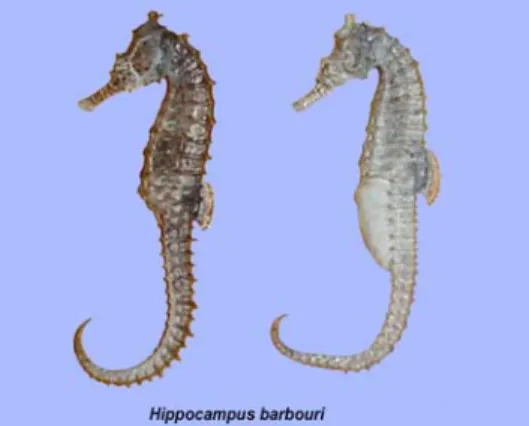 Gambar 1. Hyppocampus barbouri  pendek dan lebar, sirip punggung cukup besar, sedang sirip anal kecil dan sirip ekor tidak ada (Nontji 1993; Hansen and Cummins, 2002) (Gambar 1)