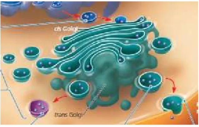 Gambar 11.  Badan Golgi   (5)  3.  Lisosom 