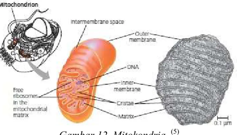 Gambar 12. Mitokondria   (5) 