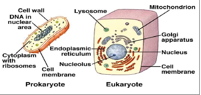 Gambar 2. Sel Prokariotik dan Eukariotik  (6) 