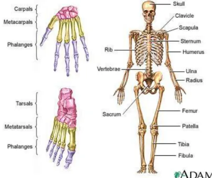 Gambar 1: Anatomi Tulang  Sumber : www.adam.com 