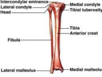 Gambar 2 : Anatomi tulang tibia dan fibula  Sumber : www.adam.com 