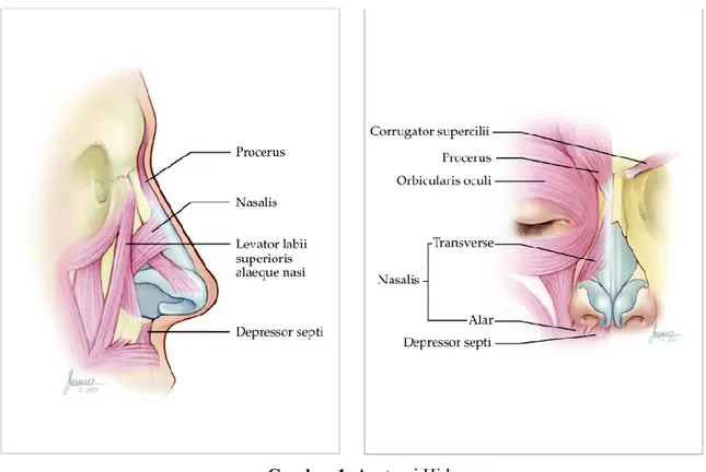 Gambar 1. Anatomi Hidung 