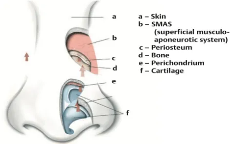 Gambar 2. Penampang anatomi laisan hidung 